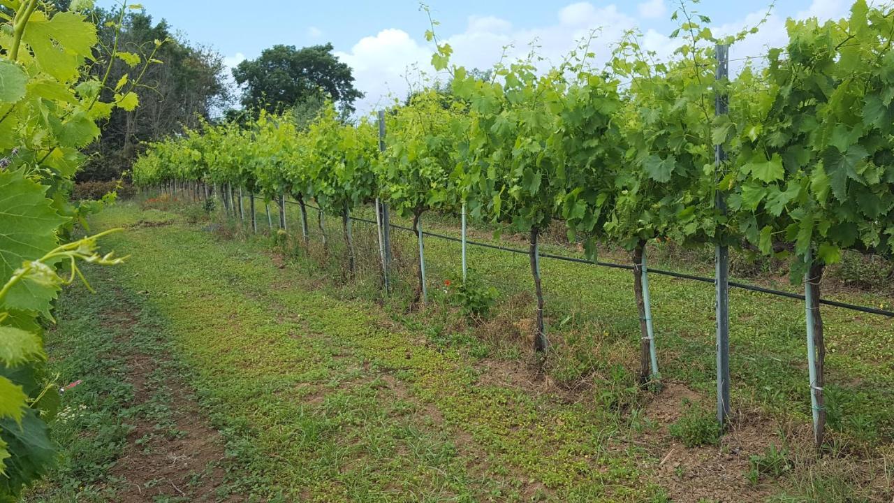 Azienda Agricola Sinisi Cerveteri Ngoại thất bức ảnh