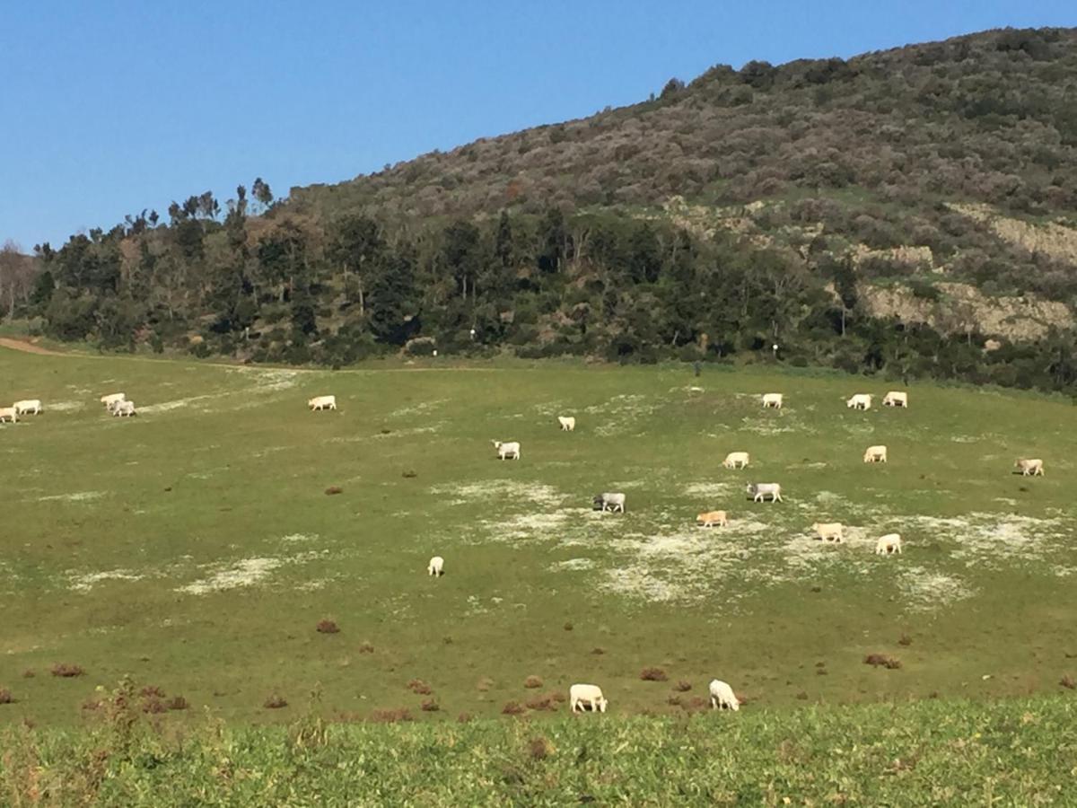 Azienda Agricola Sinisi Cerveteri Ngoại thất bức ảnh