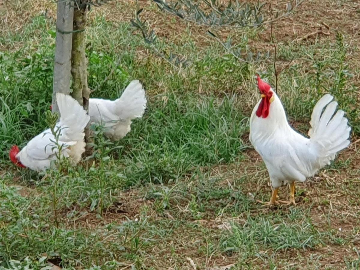 Azienda Agricola Sinisi Cerveteri Ngoại thất bức ảnh